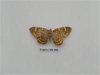 藏品(中國蛾類)的圖片